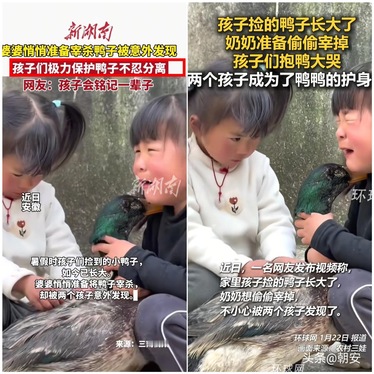 太暖心了！

安徽奶奶打算宰鸭，俩孙女抱着鸭子崩溃大哭，看完太戳心了。
 
这只