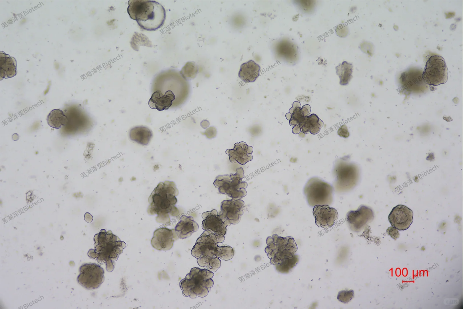 小鼠肺类器官开“花”了