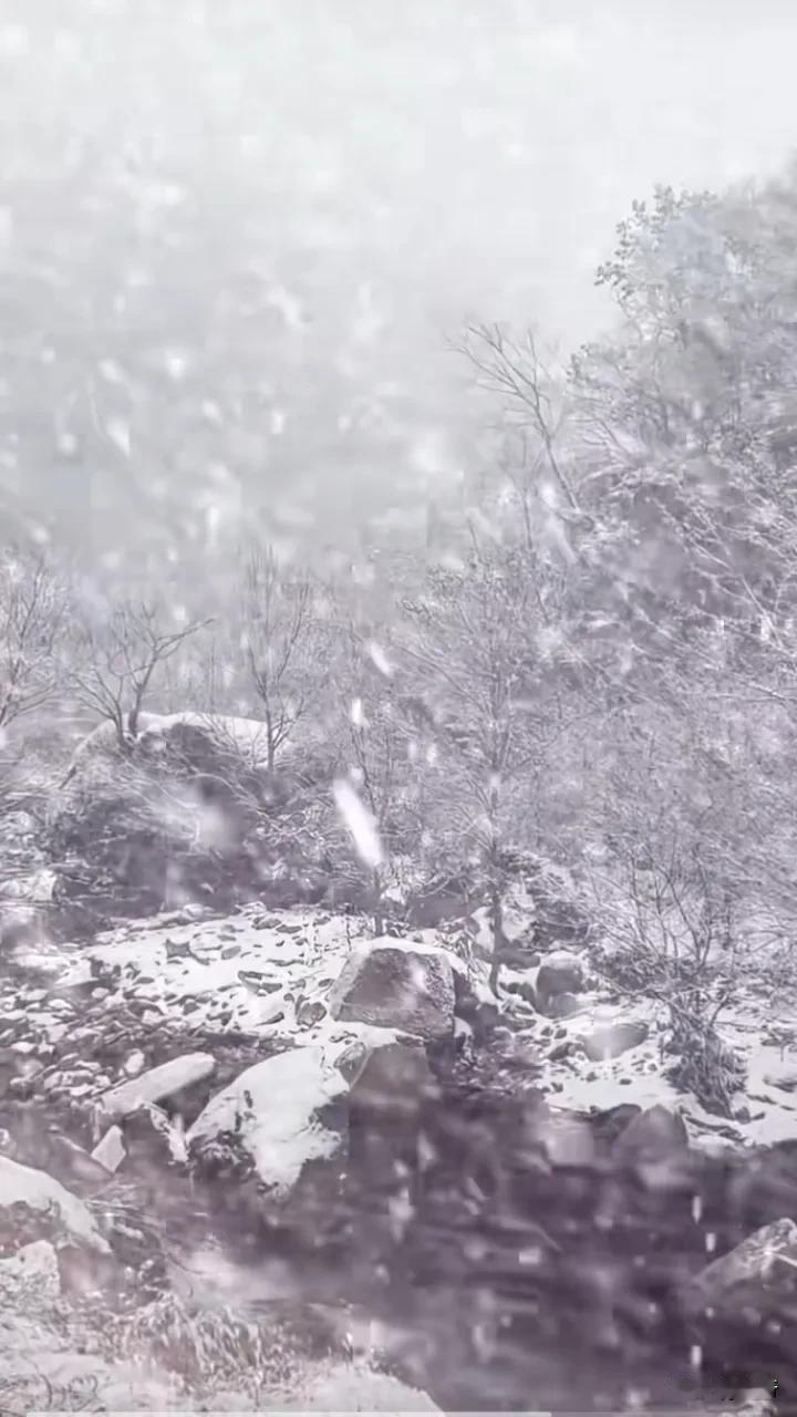 今天应春
烟台这个雪窝叉下大雪了
立春下大雪
是不是寓意着瑞雪兆丰年
愿风吹吉祥