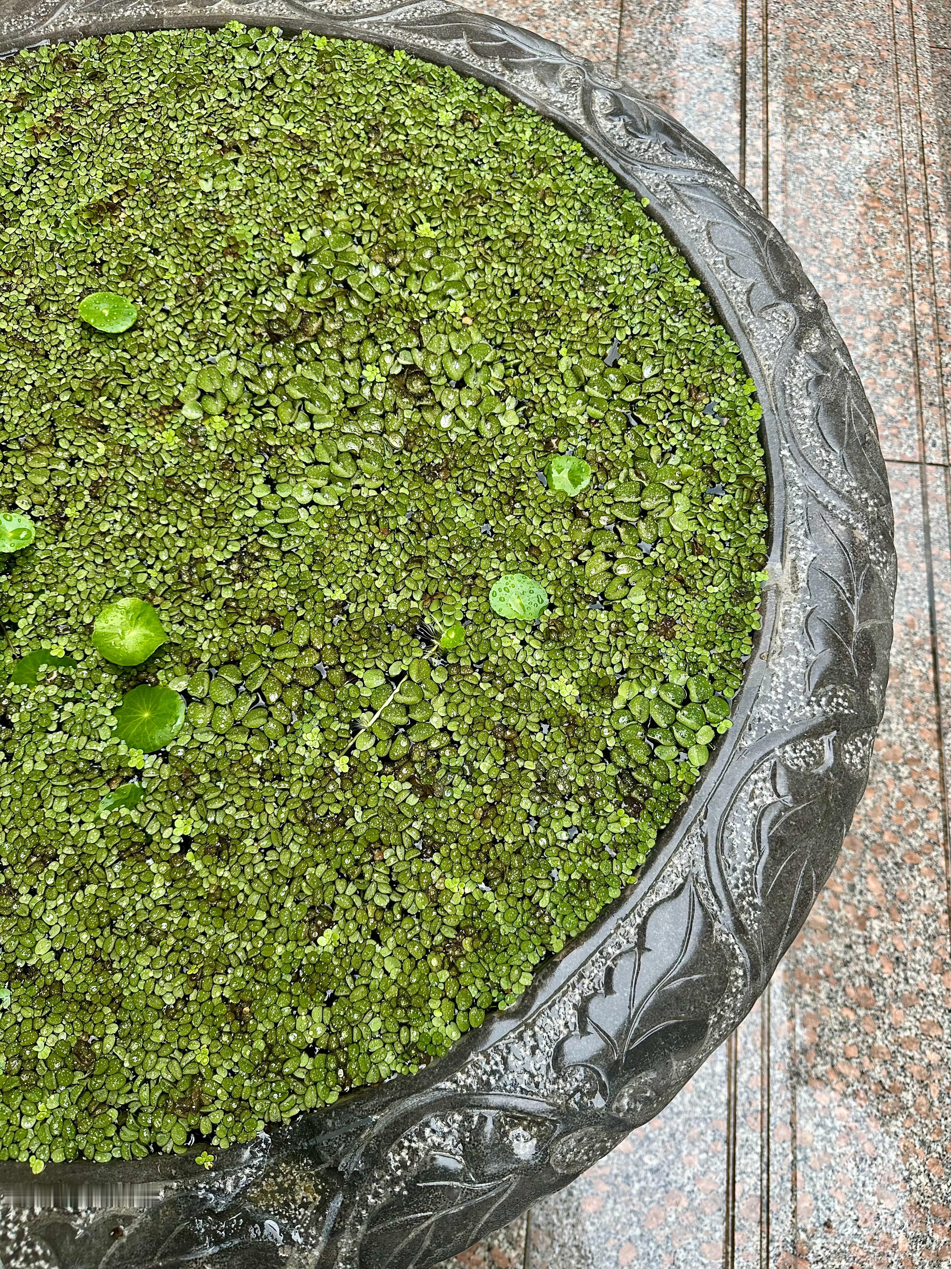 雨后 