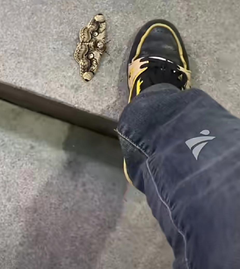 广东一男子遇“半只鞋”大的蝴蝶，花色诡异，翅上两只“大眼睛”，放生后却有人花58