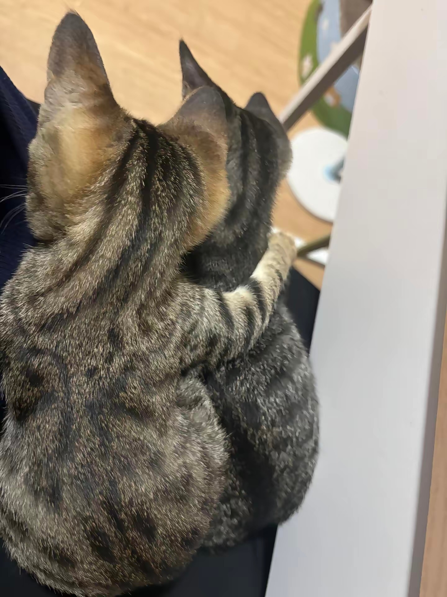 猫咪：我准备好了，拍吧📸 