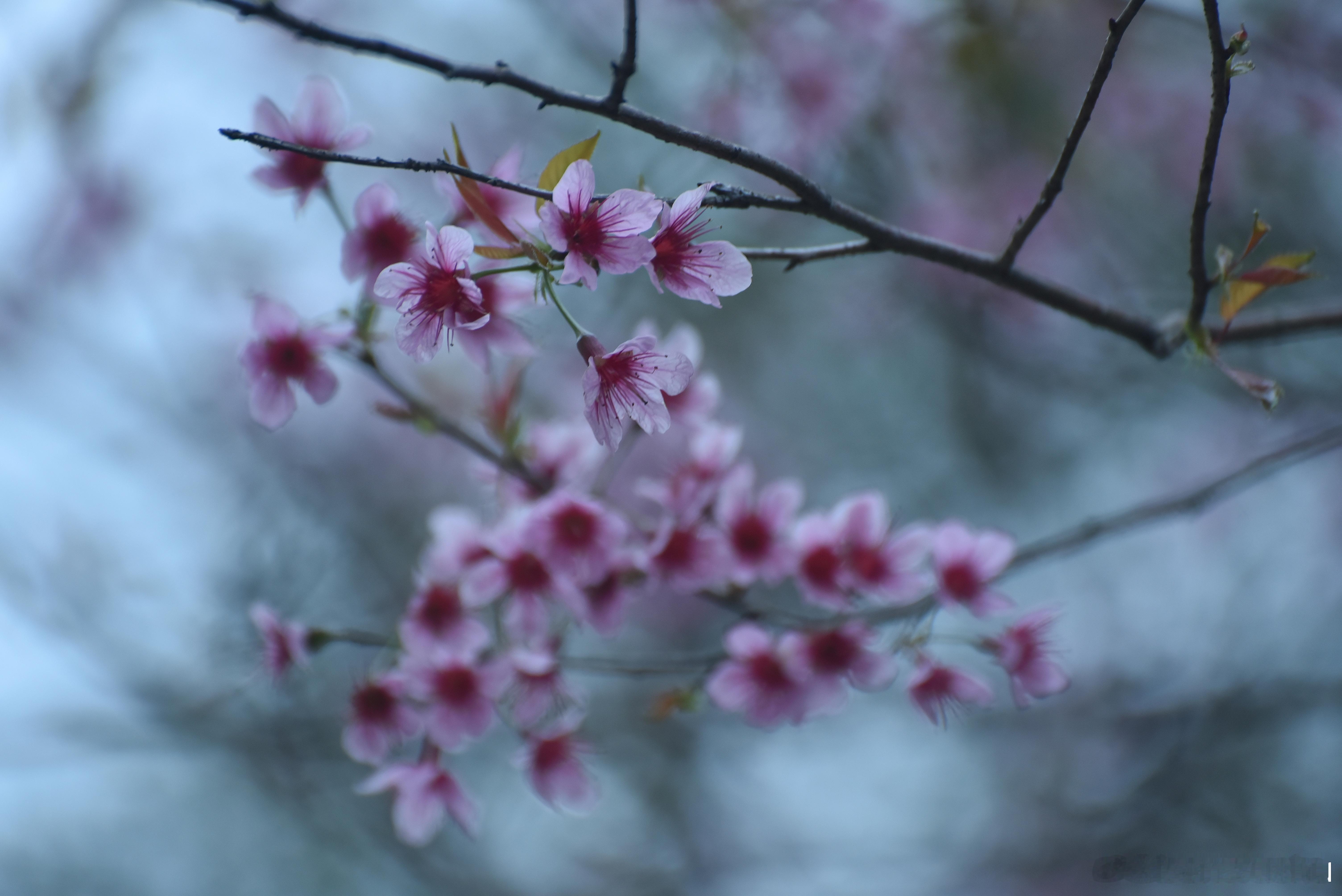 摄影技巧[超话]  樱花绽放 寒绯樱 钟花樱桃花 金钟湖公园 