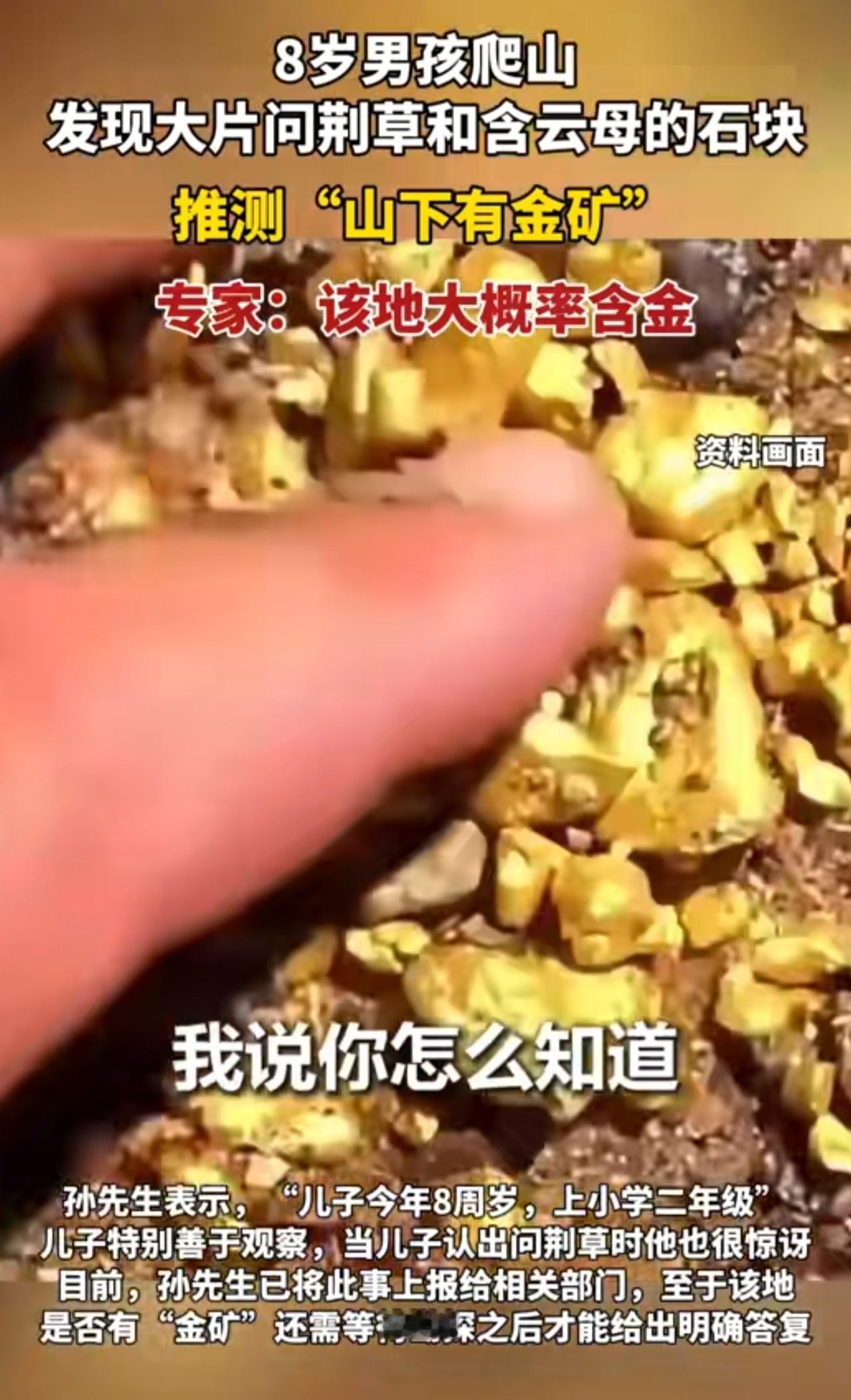 这个孩子了不起！辽宁大连，庄河一8岁男孩上山挖野菜居然发现了金矿，目前官方答复是