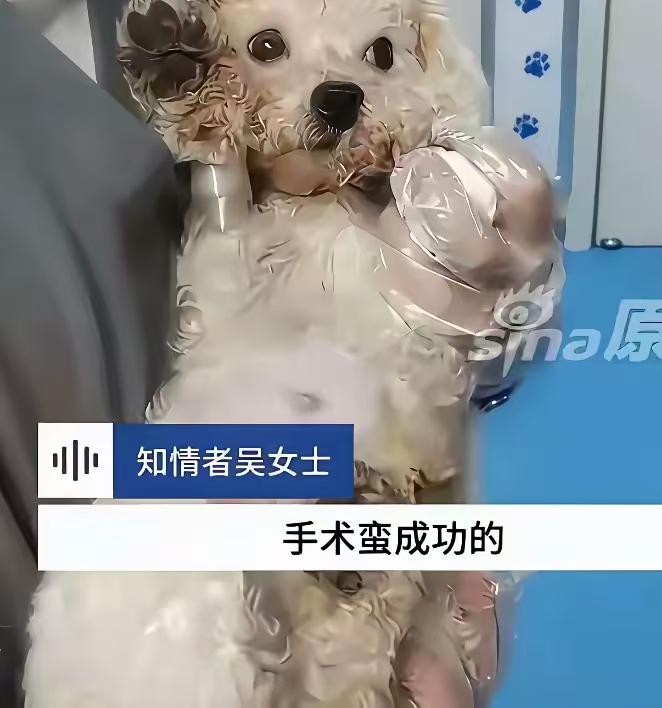 小家伙真是命大，真是感谢那位遛狗的大姐没有放弃它。不整治黑心犬舍，会让更多繁殖犬
