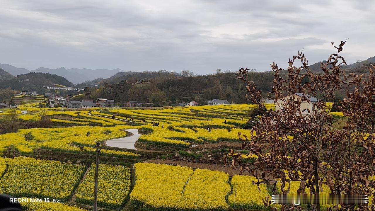 汉阴凤堰梯田：大山里的金色诗行。
每年三月，春风拂过凤凰山麓，凤堰梯田便迎来一年