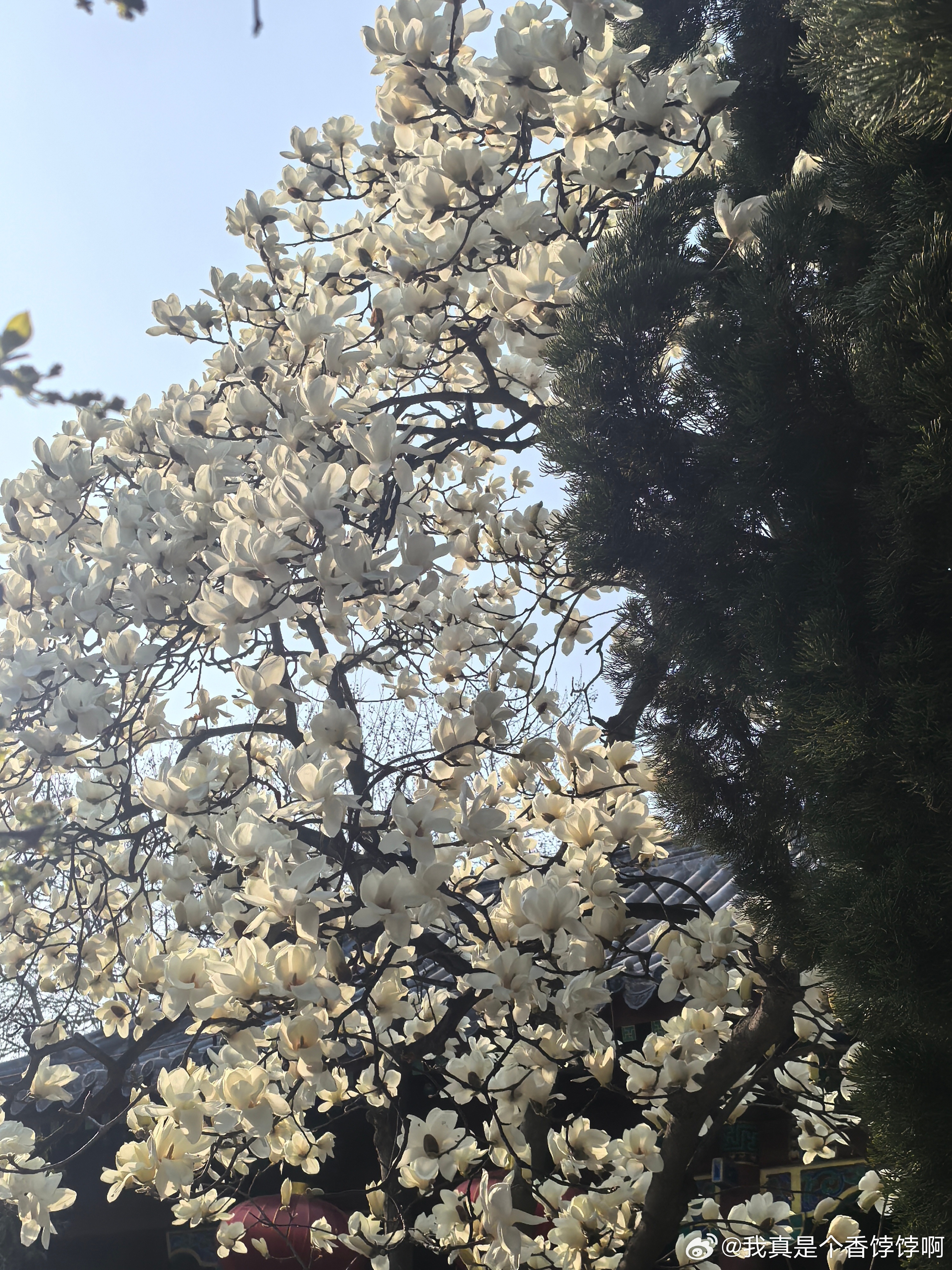 分享图片 青岛·湛山寺