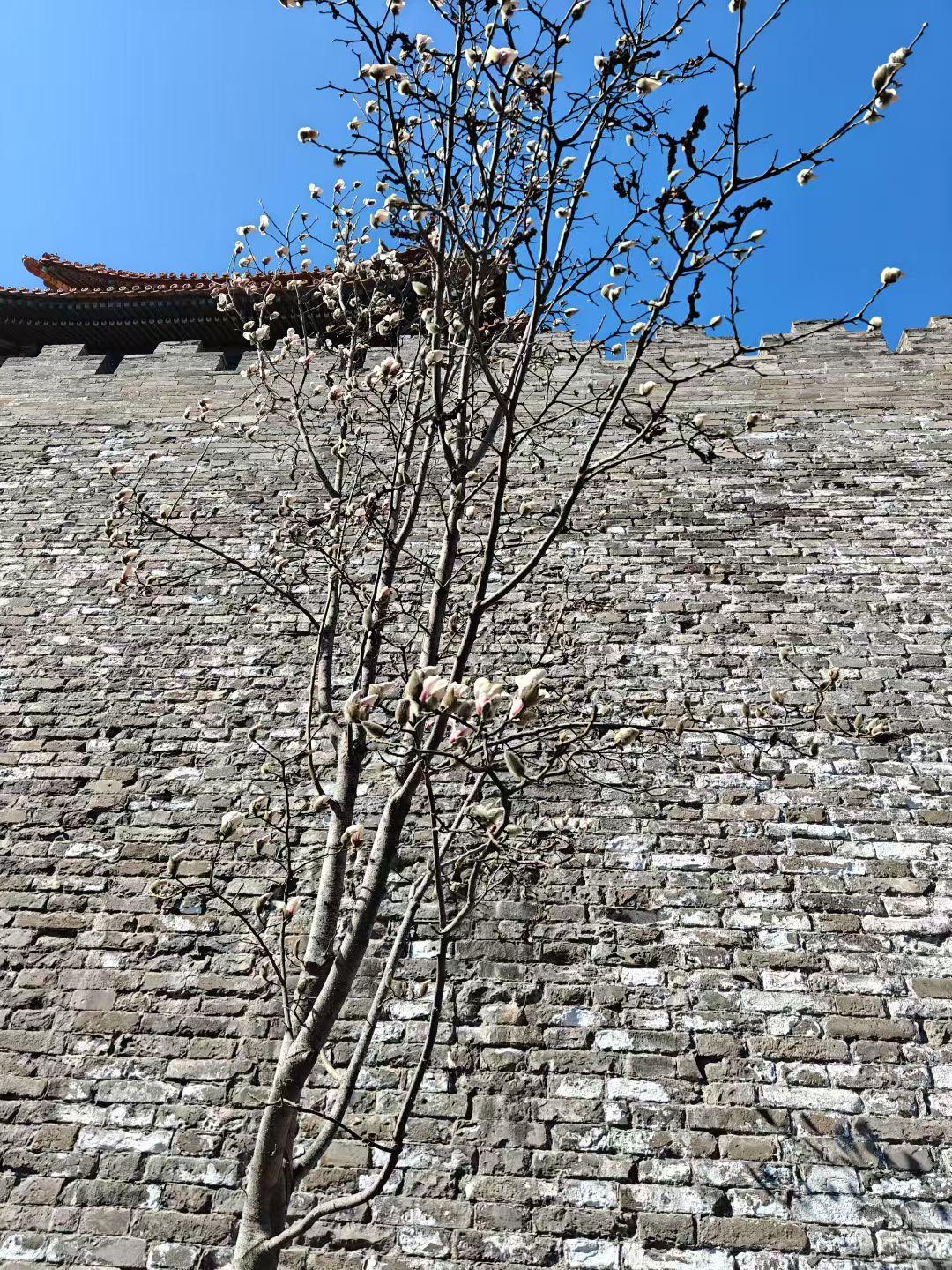 东北也变暖和了，一些花树已经等不及开花了！
我在辽宁！
你认出图中的花了吗？