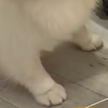 学狗狗的时候还缩着手指头 1:1还原嘞🥺 也是搞到真狗狗了🫳🏻 