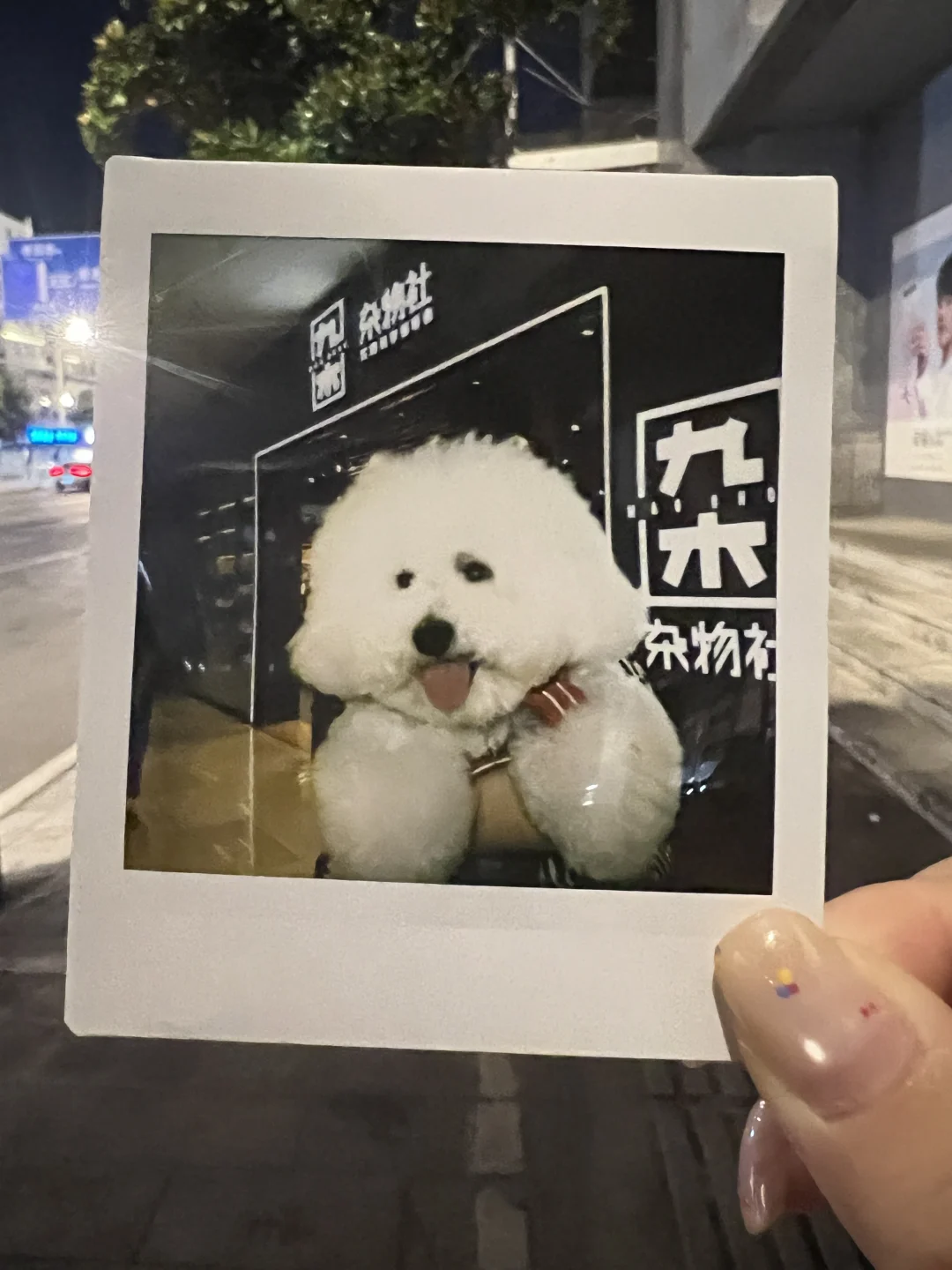 今天在襄阳沃尔玛偶遇漂亮狗宝宝