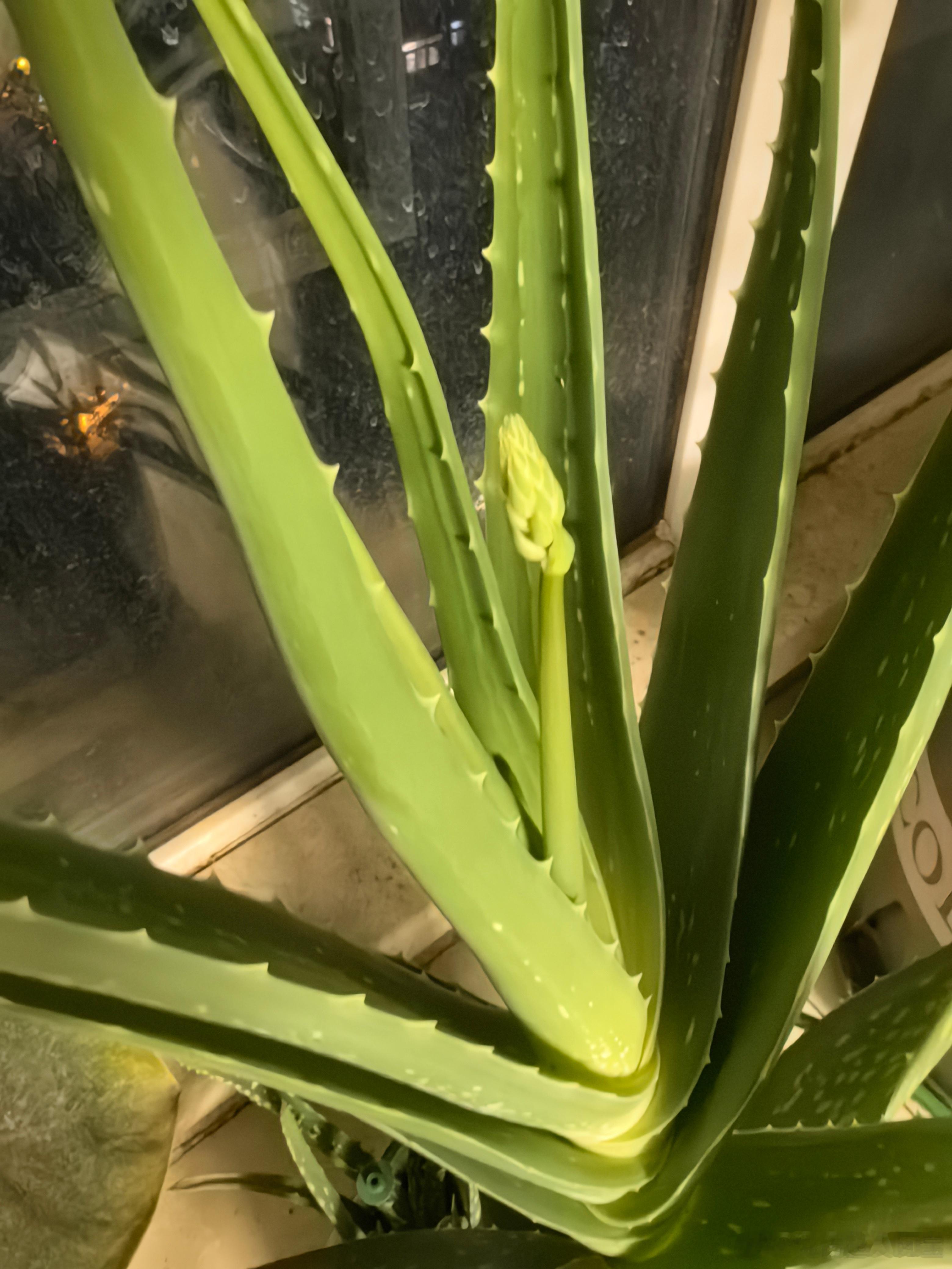芦荟这是要开花了？ ​​​