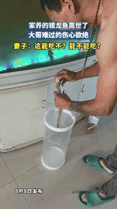 笑不活了！一位大哥看了看鱼缸，瞬间感觉天塌了，养了多年的银龙鱼，躺在底部一动不动
