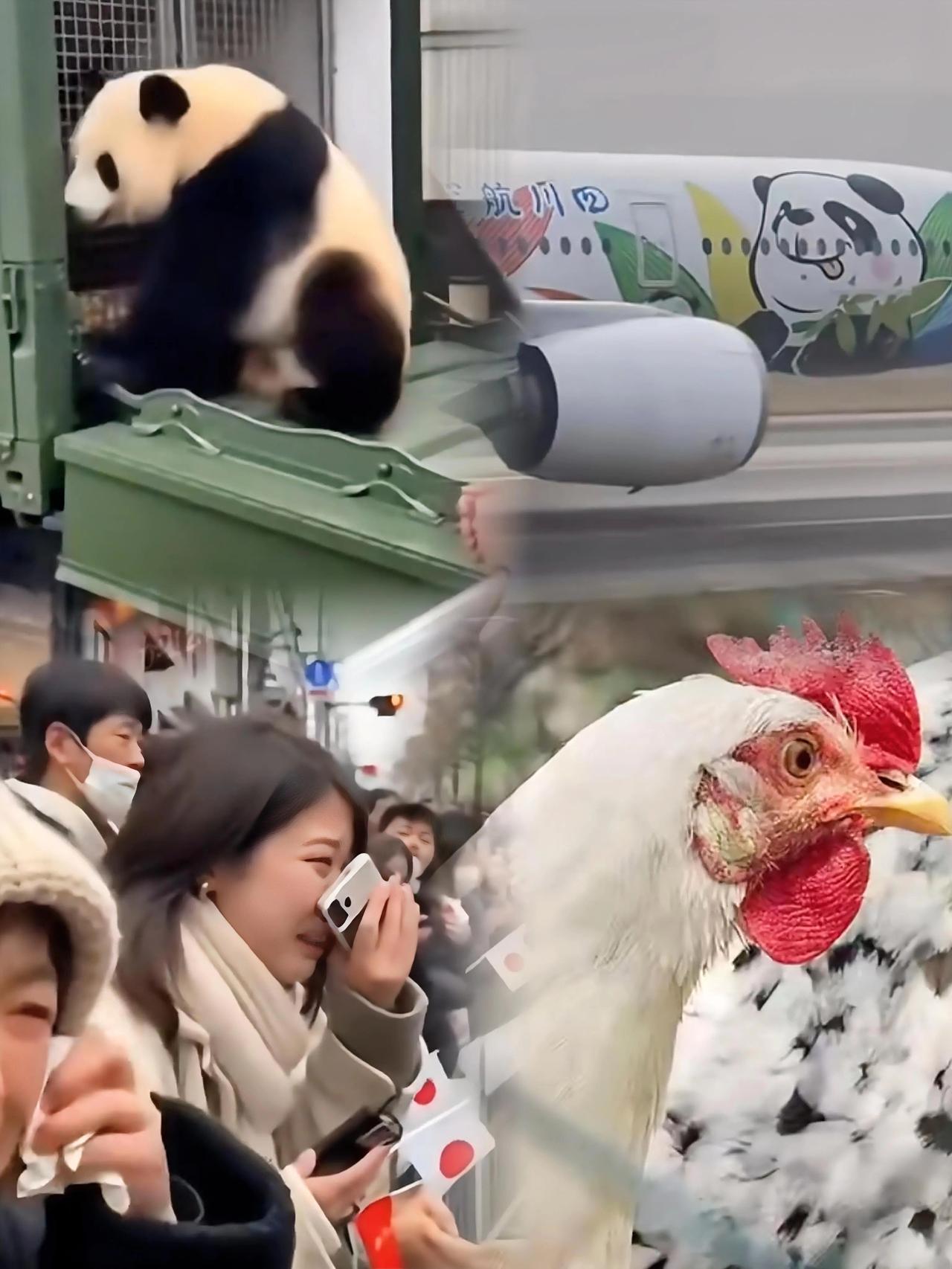 这时间点掐得，真的是太玄乎了！

咱们的国宝前脚刚坐上专机起飞，后脚日本千叶县的