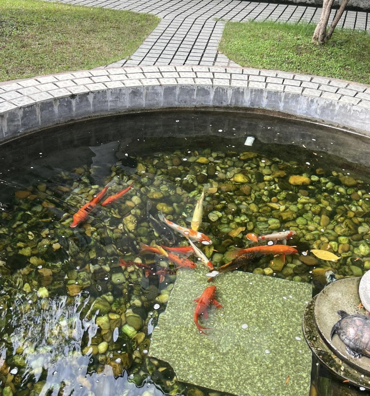 心旷神怡的小角落里面
📍广州 红线女旧居-鱼池
📍地址：广州市越秀区华侨新村
