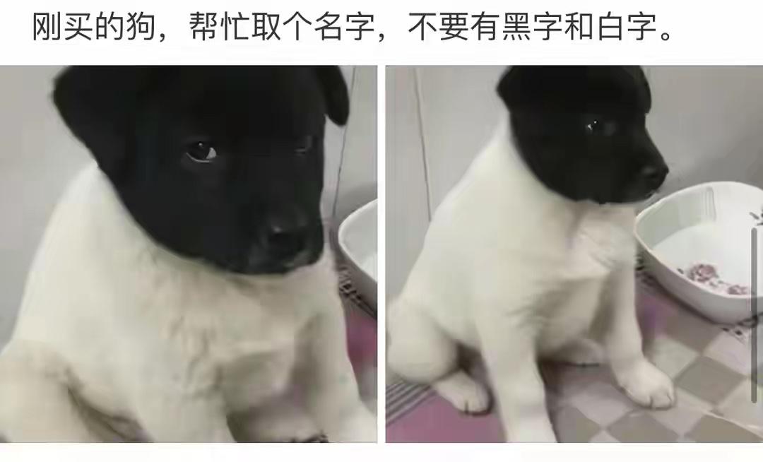 刚买的狗，帮忙取个名字，不要黑字和白字
