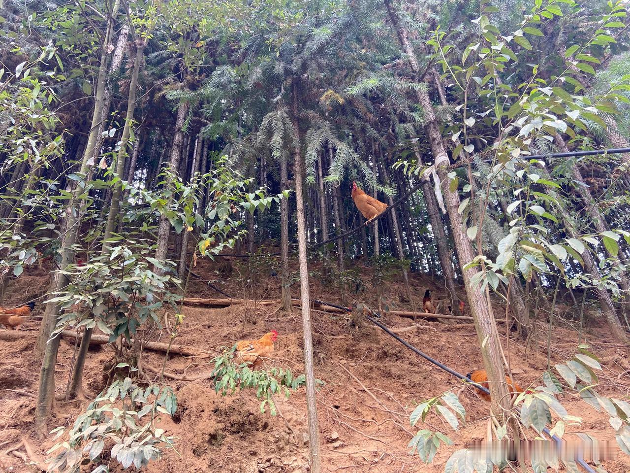 深山养鸡的生活太累了，追求品质，付出的自然比别人更多，常年无休，一年到头都穿不了