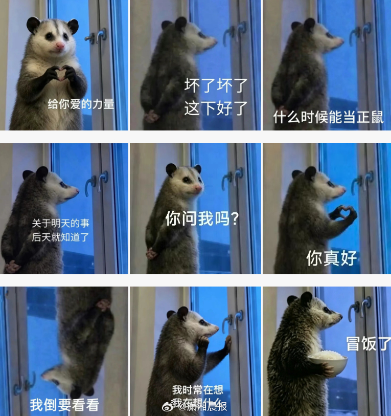 【#为什么大家都迷上一只背手负鼠#？】#背手负鼠看见了什么# 最近这段时间，一只