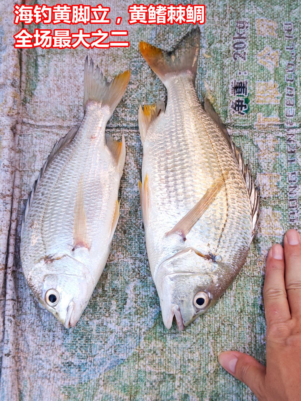 晚市：钓黄脚立，咸淡水小海鲜，河鱼

01.海钓黄脚立，黄鳍棘鲷，全场最大之二