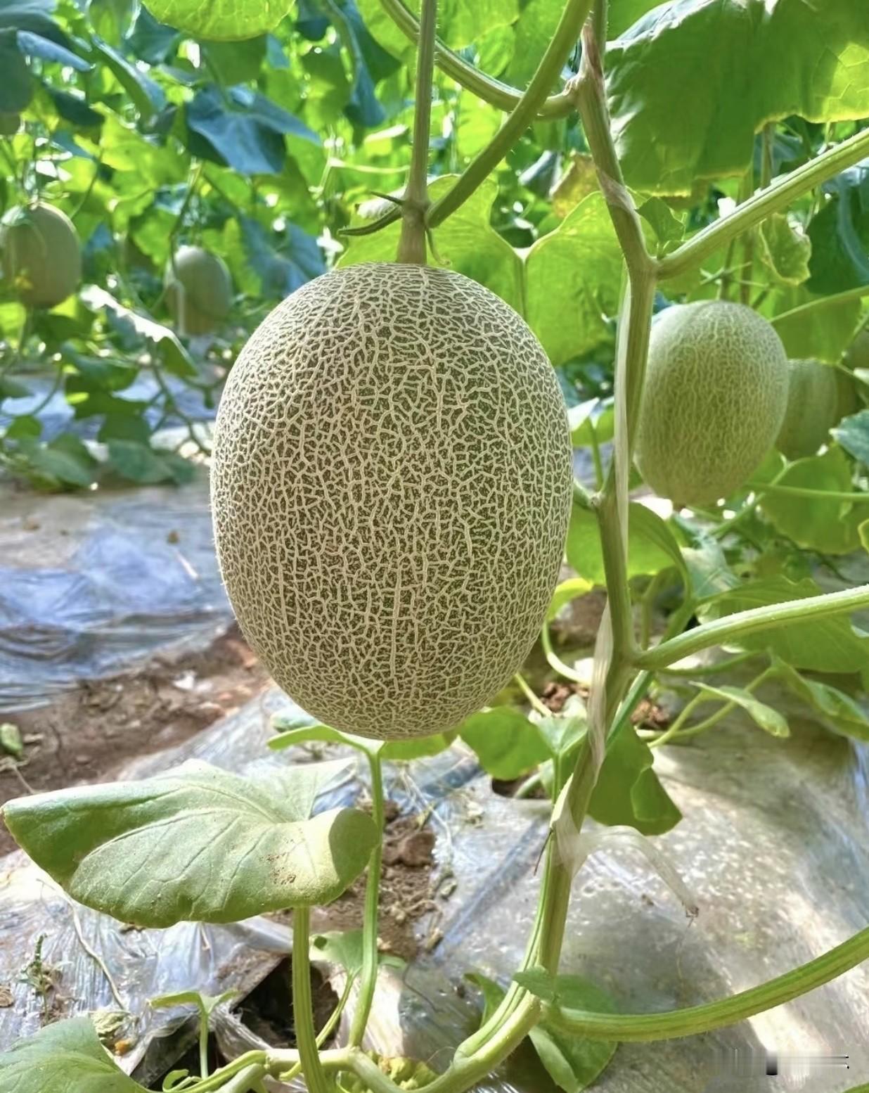 夏日炎炎，吃蜜瓜清甜解暑，但这几点可得留心。别一次性猛吃，糖分高容易腹胀、反酸，