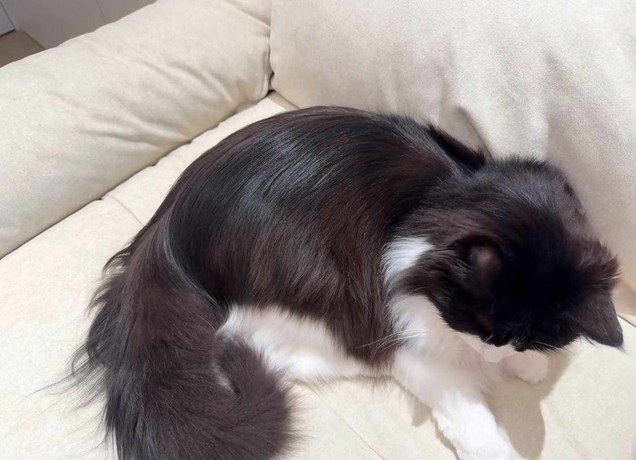 比头发还丝滑的猫毛出现了 