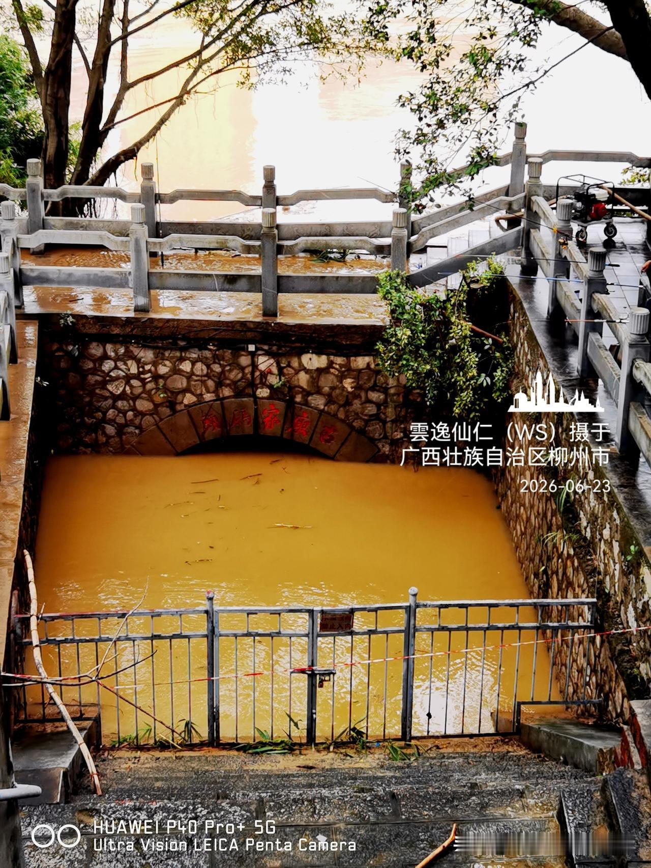 月居生活记录（10135）广西壮族自治区柳州市（173）：古庾家码头、淤泥、绒叶