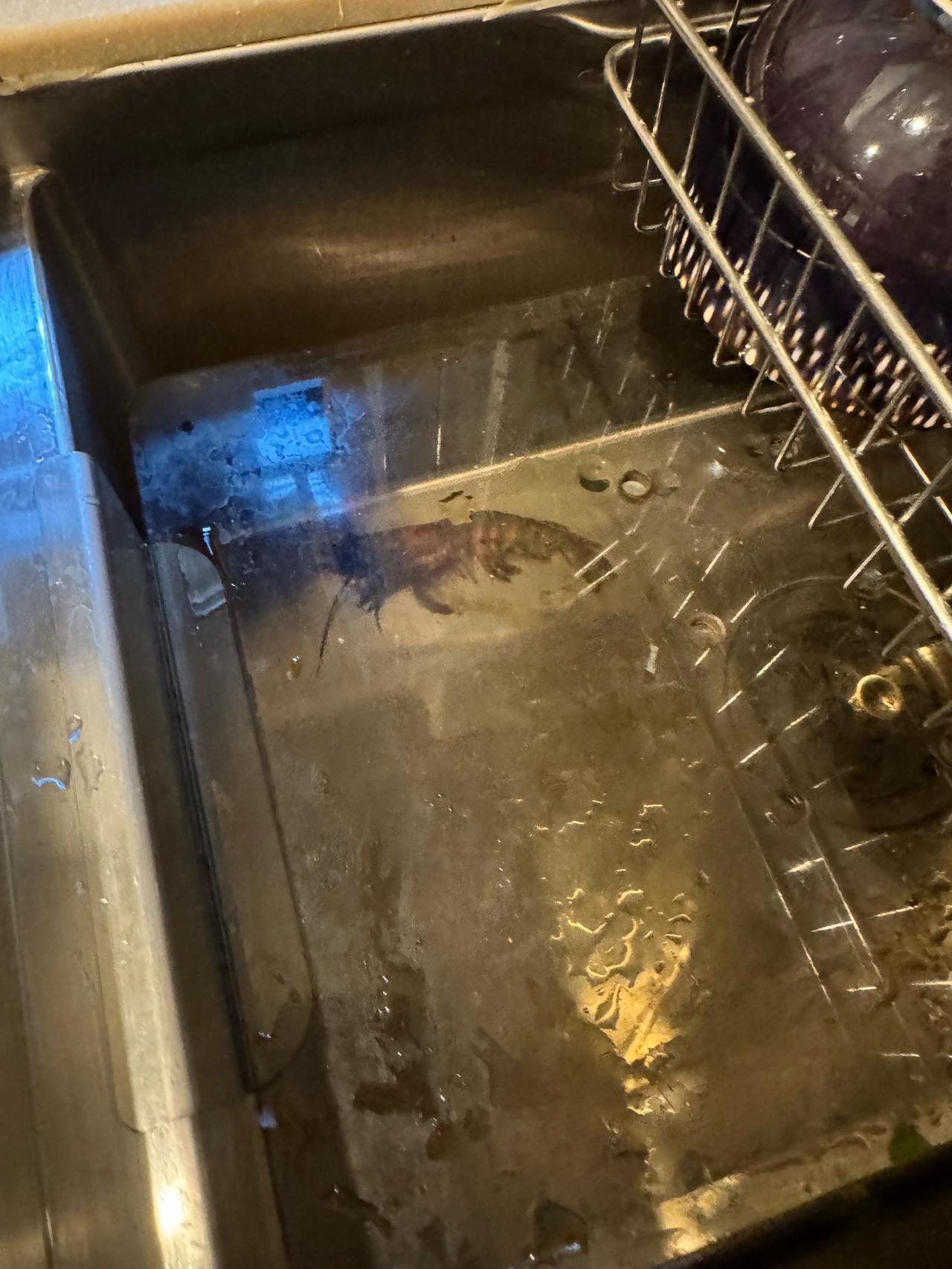 总感觉厨房有一股死鱼烂虾的臭味，找了半天原来昨天它跳进了这里。阿咪可能一早就发现