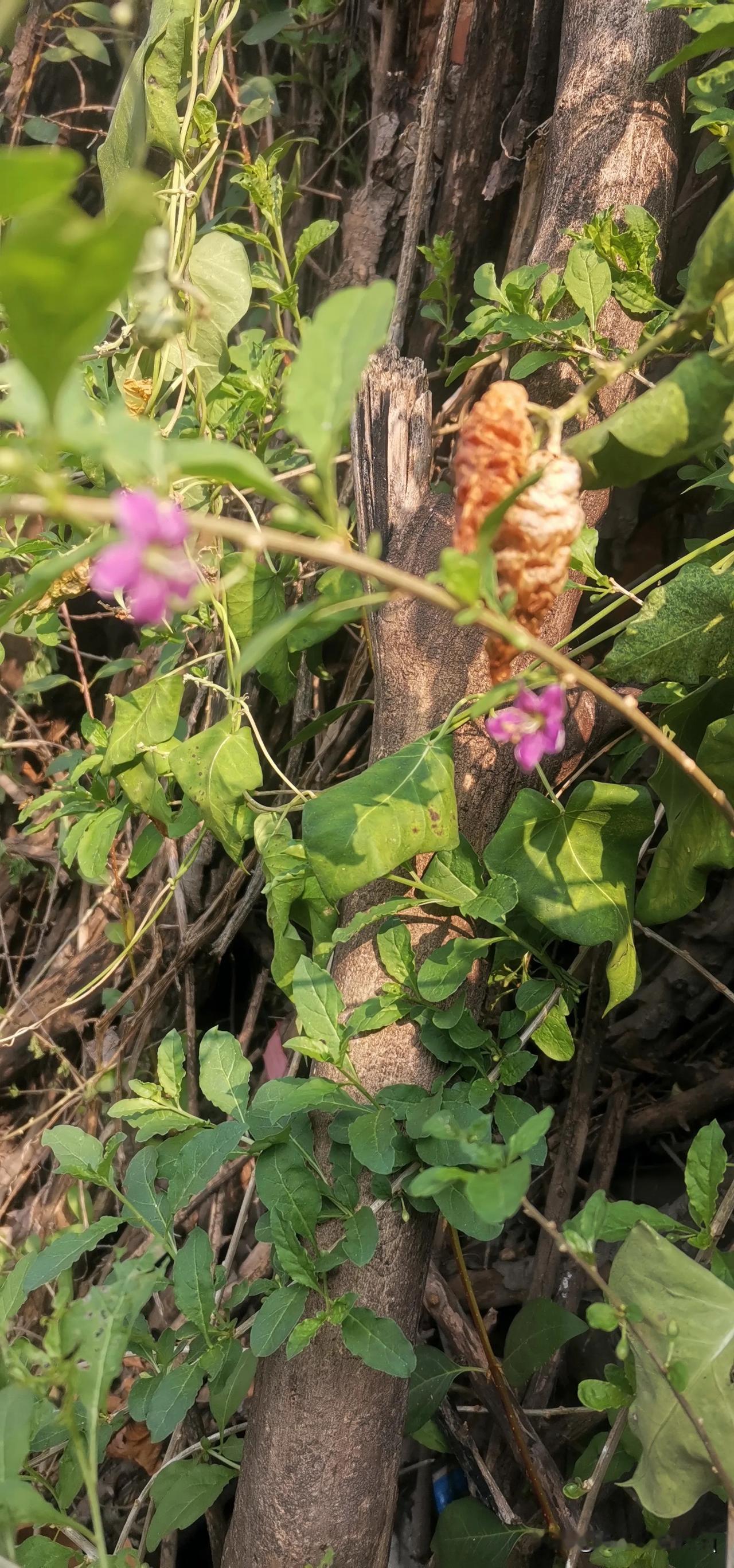 看看这都是些什么花？

#这种植物见得多# #这叫啥花？# #猜猜这是啥花？# 