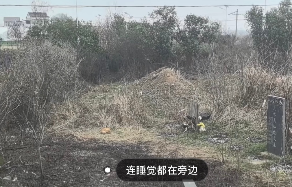 小猫不知道什么是死亡，只知道那里有主人的味道😭 