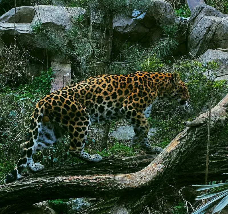 金钱豹不语只是一味地伸手！全网心疼的“打工豹”，真相藏着动物的无奈
 
“它伸出