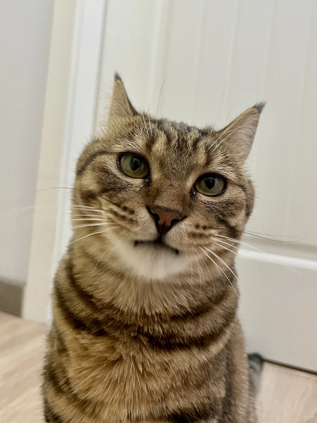 这俩真是同一只猫❗️