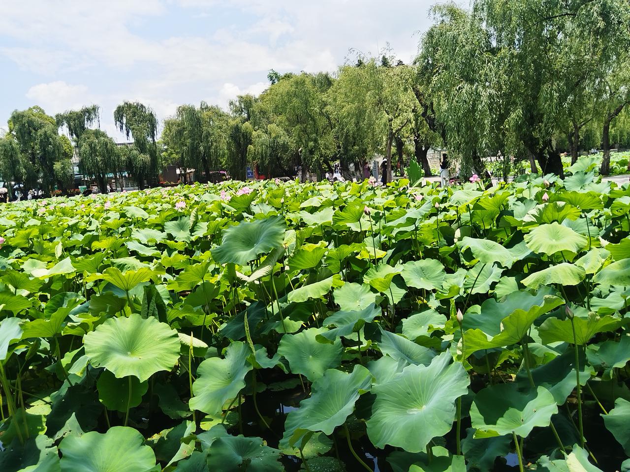 美丽的风景