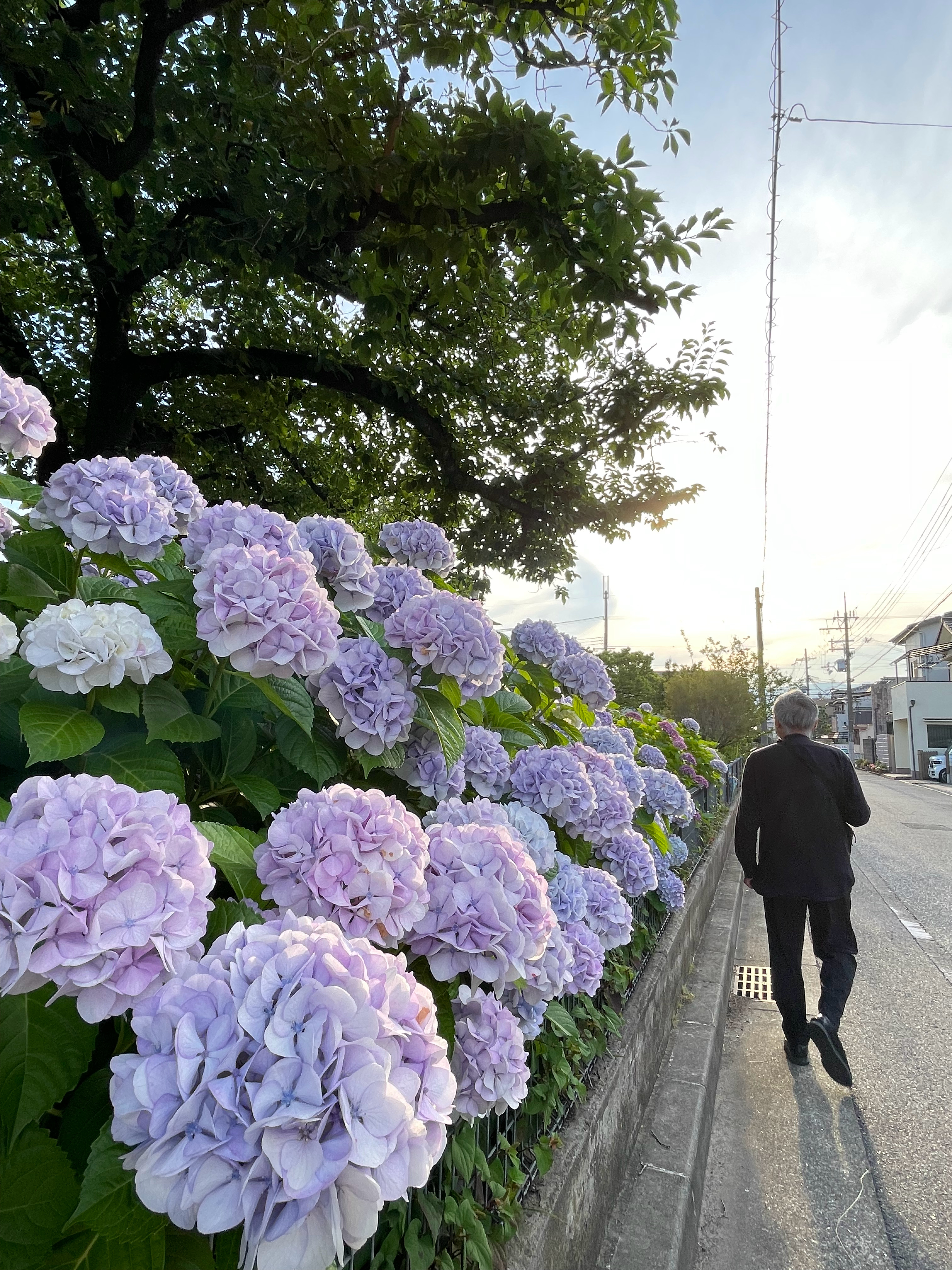 漫步在初夏的小街道，被满墙的紫阳花温柔到了。阳光穿过绿叶，把层层叠叠的花瓣都照得