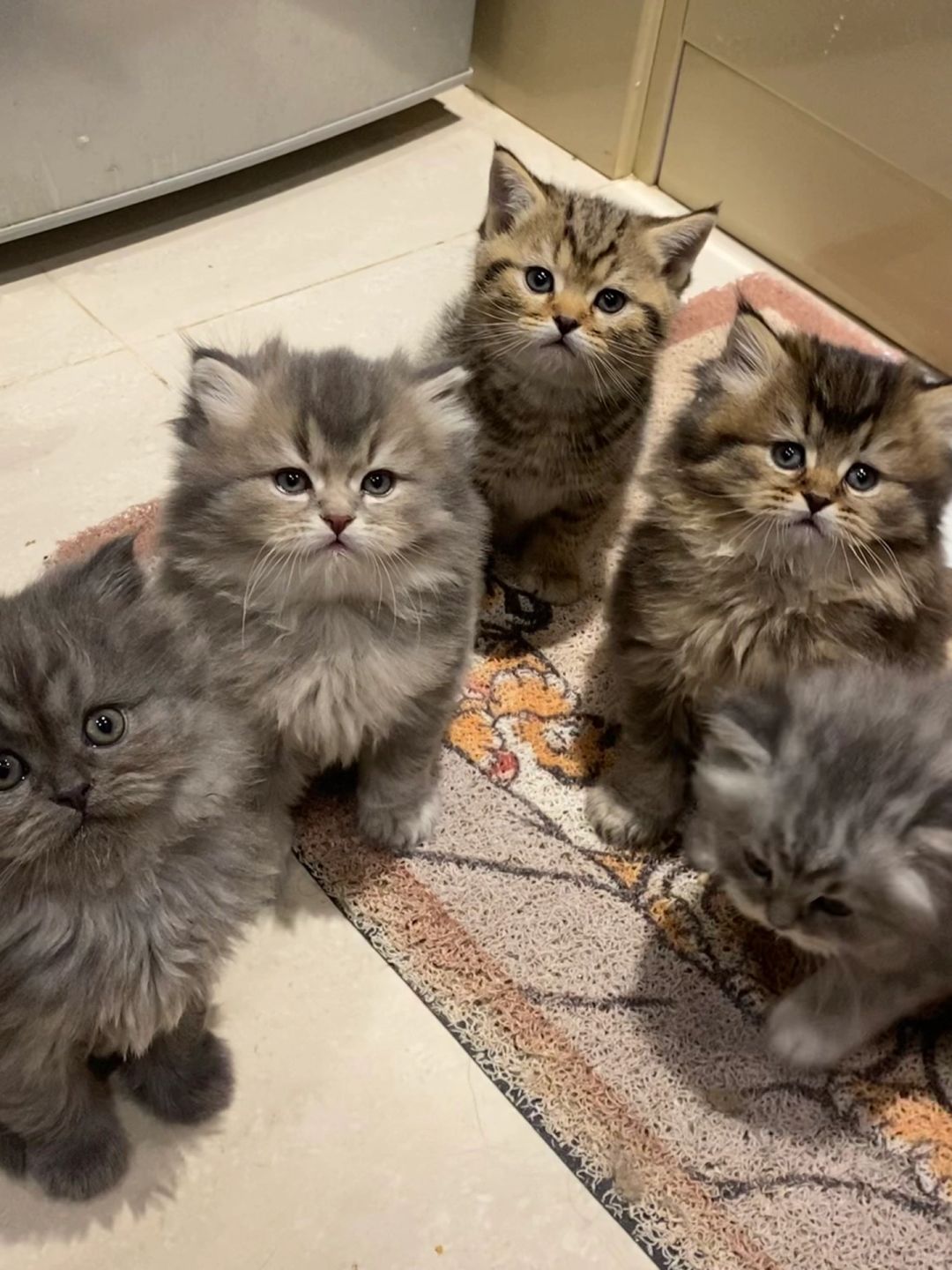 昆明猫咪找新家长