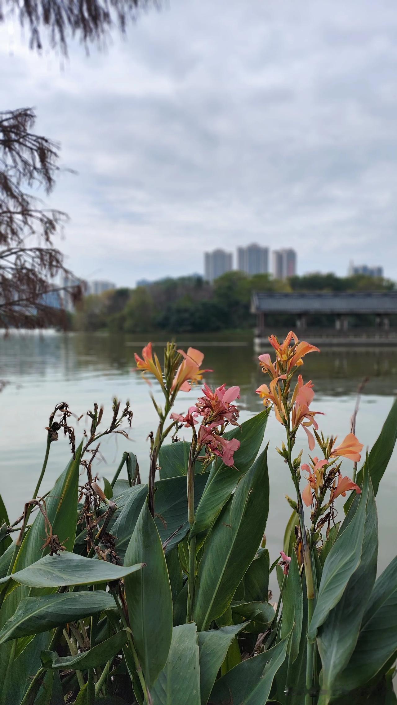 昨晚抵达粤北城市清远，第一次来清远，感觉清远空气清新，景色也很美，但又不知道去哪