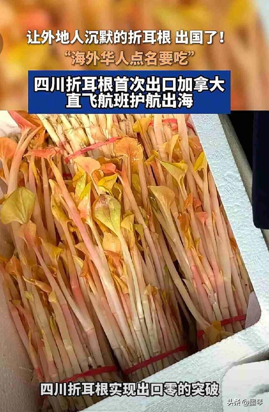 让外地人闻风丧胆、让四川人魂牵梦绕的折耳根，这回真的“支棱”出国门了！[呲牙]
