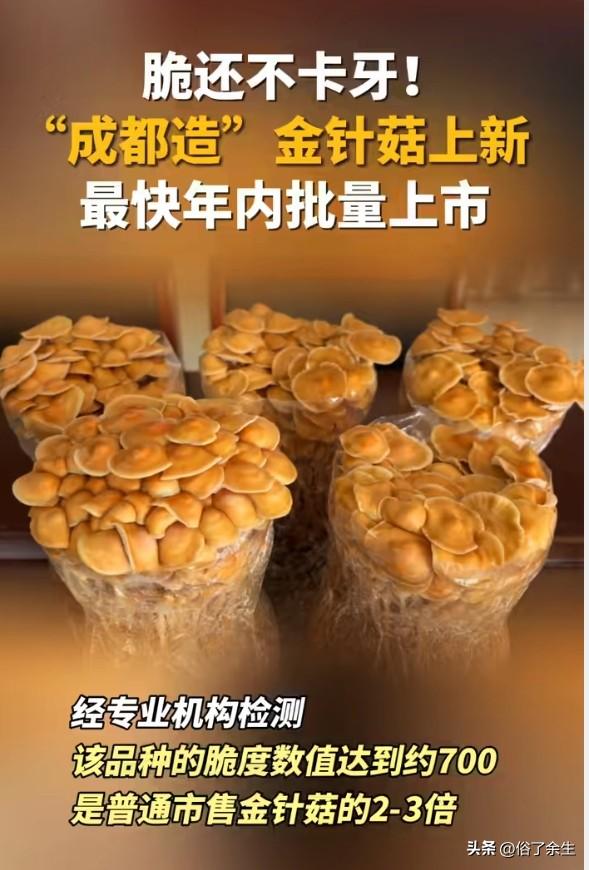 脆爽金针菇年内上市：科技如何改变餐桌？
我国科学家培育出脆度提升2-3倍的不易塞