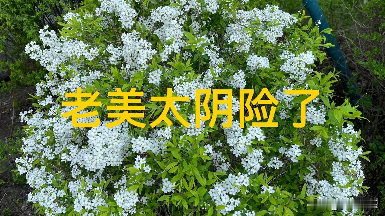 老美太坏了，
这一招阴损至极。

明面上这次加税不含东方大国，
好像是给了东方大