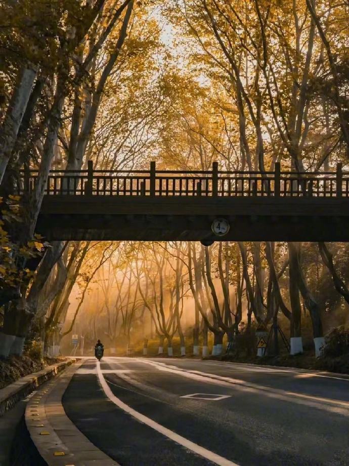🍁树是梧桐树，城是南京城。 ​ ​​​