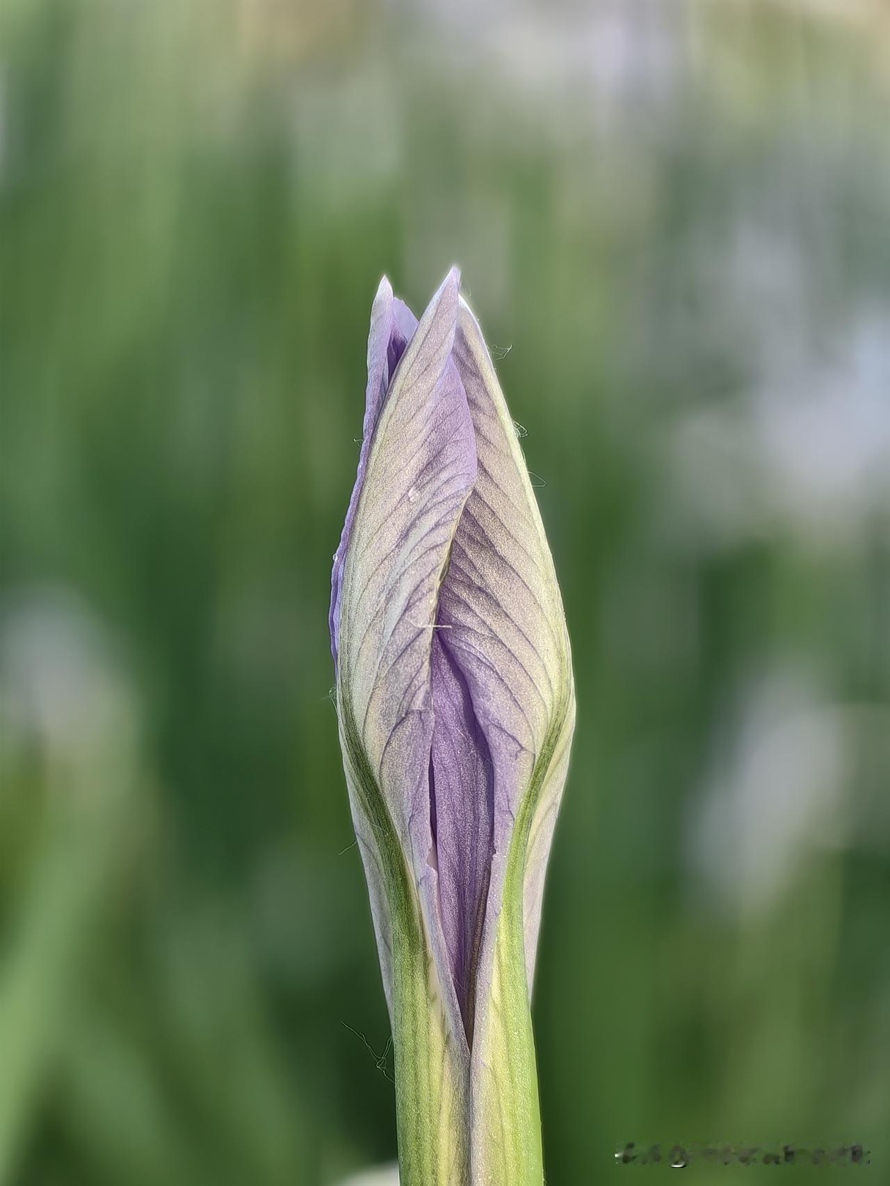 这是我今早在天津街头的路边拍到的一朵花，你知道她叫什么名字吗？你别说，不熟悉她的