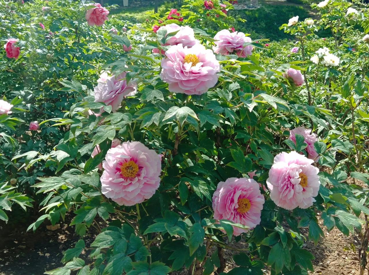 牡丹花魁
