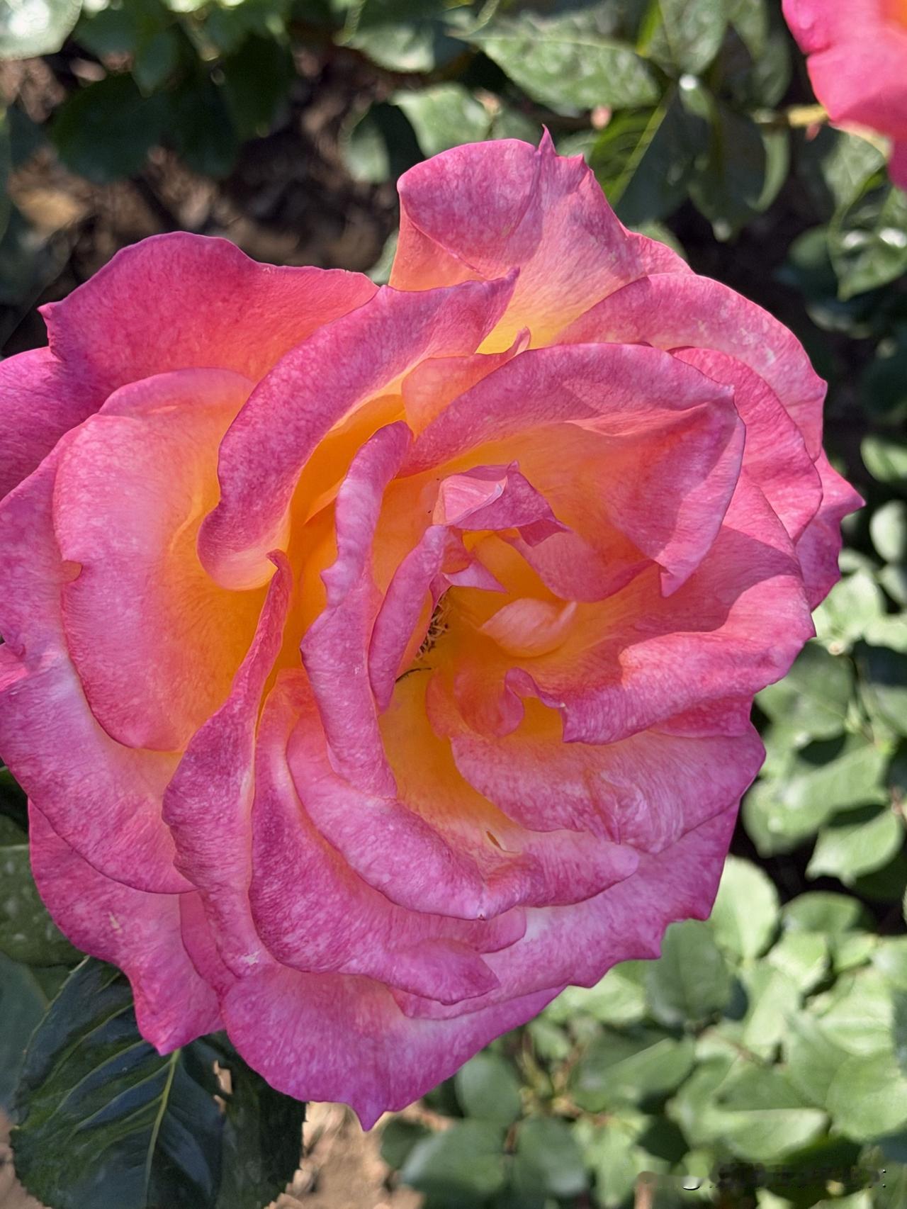 月季花不愧是北京的市花，无论是车道绿化带还是人行道旁，满眼都是，热烈绽放。
不是