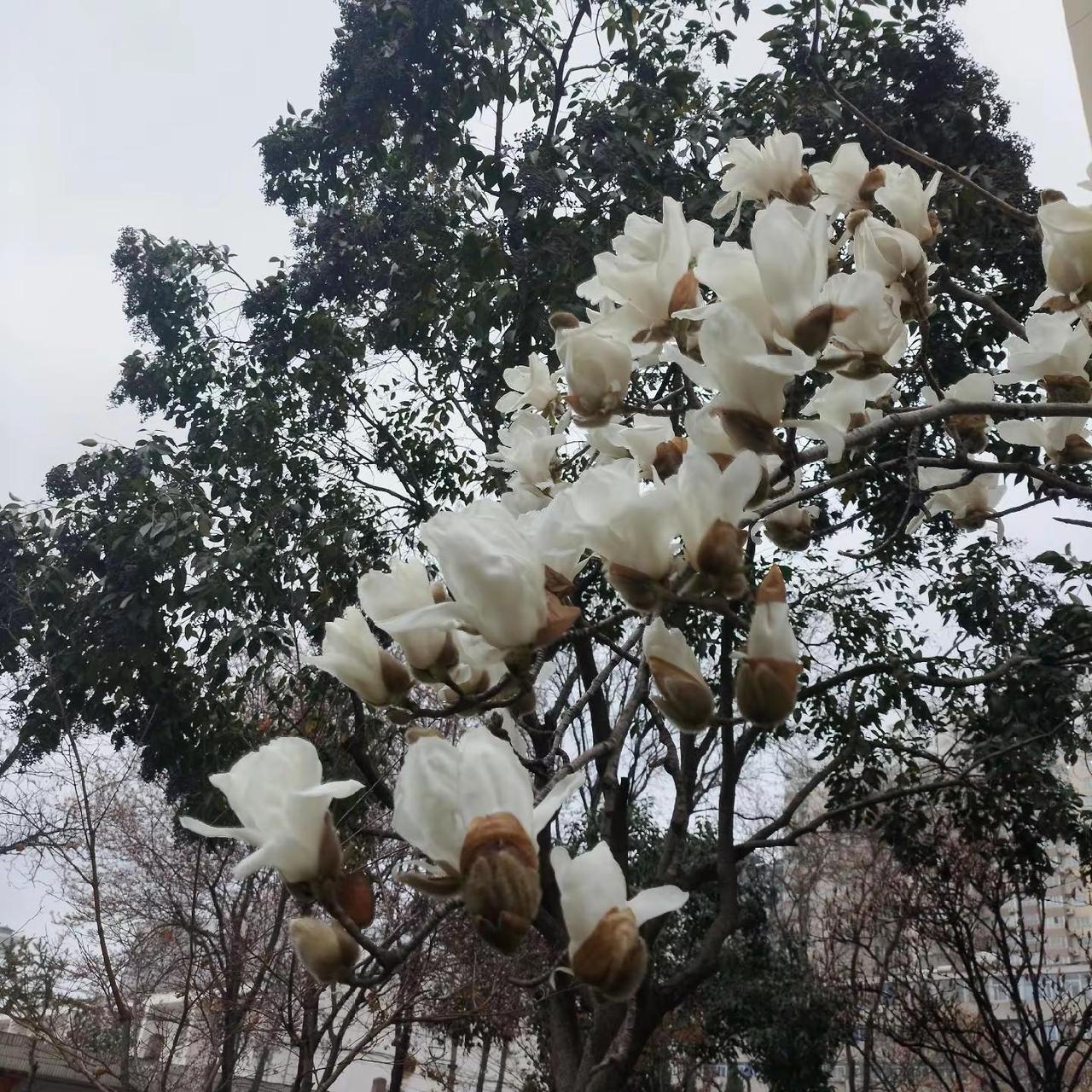 捕捉身边的花草