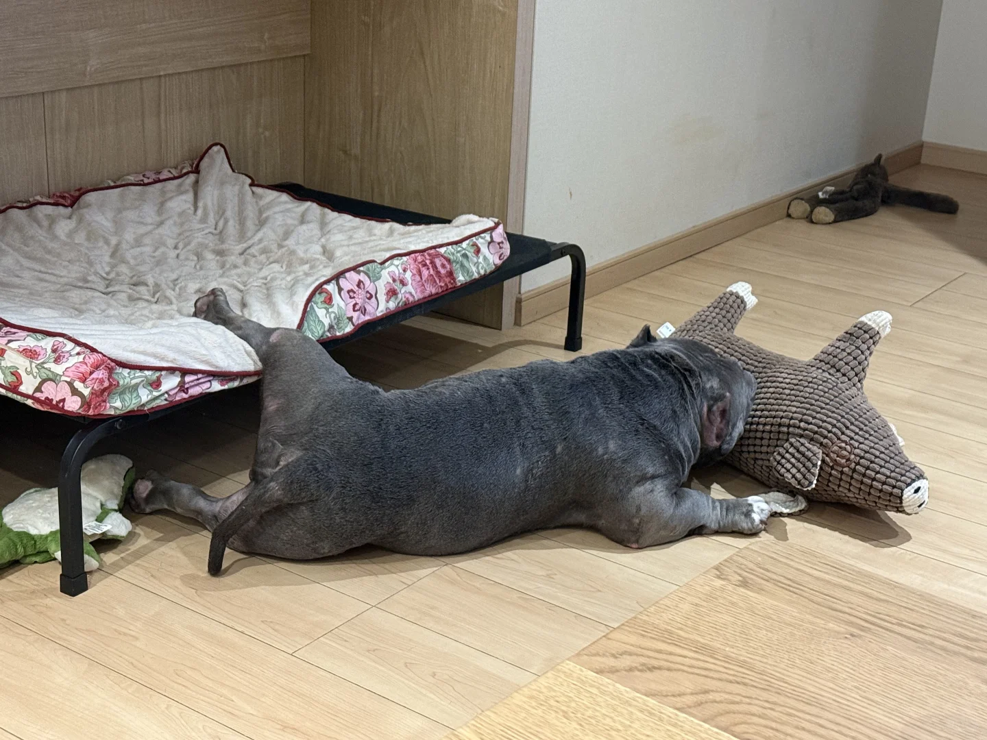 松弛小狗🐶