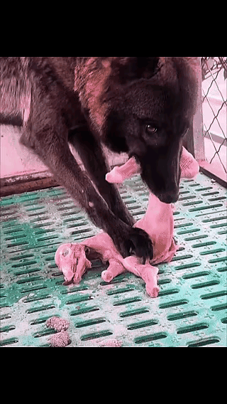 吃生肉的狗不能再养了