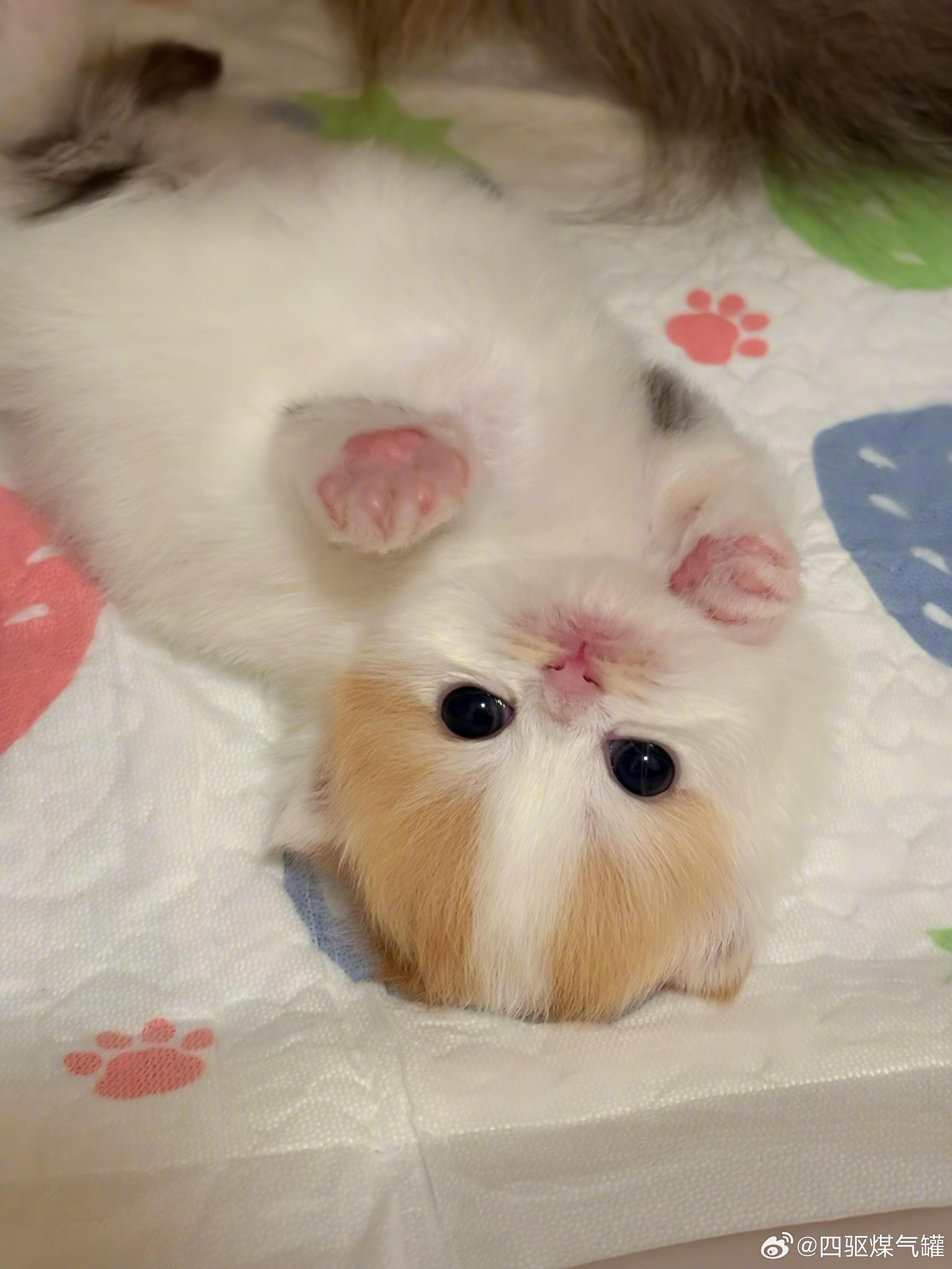 今日份的小奶猫🍼正是一口一个的年纪~ 