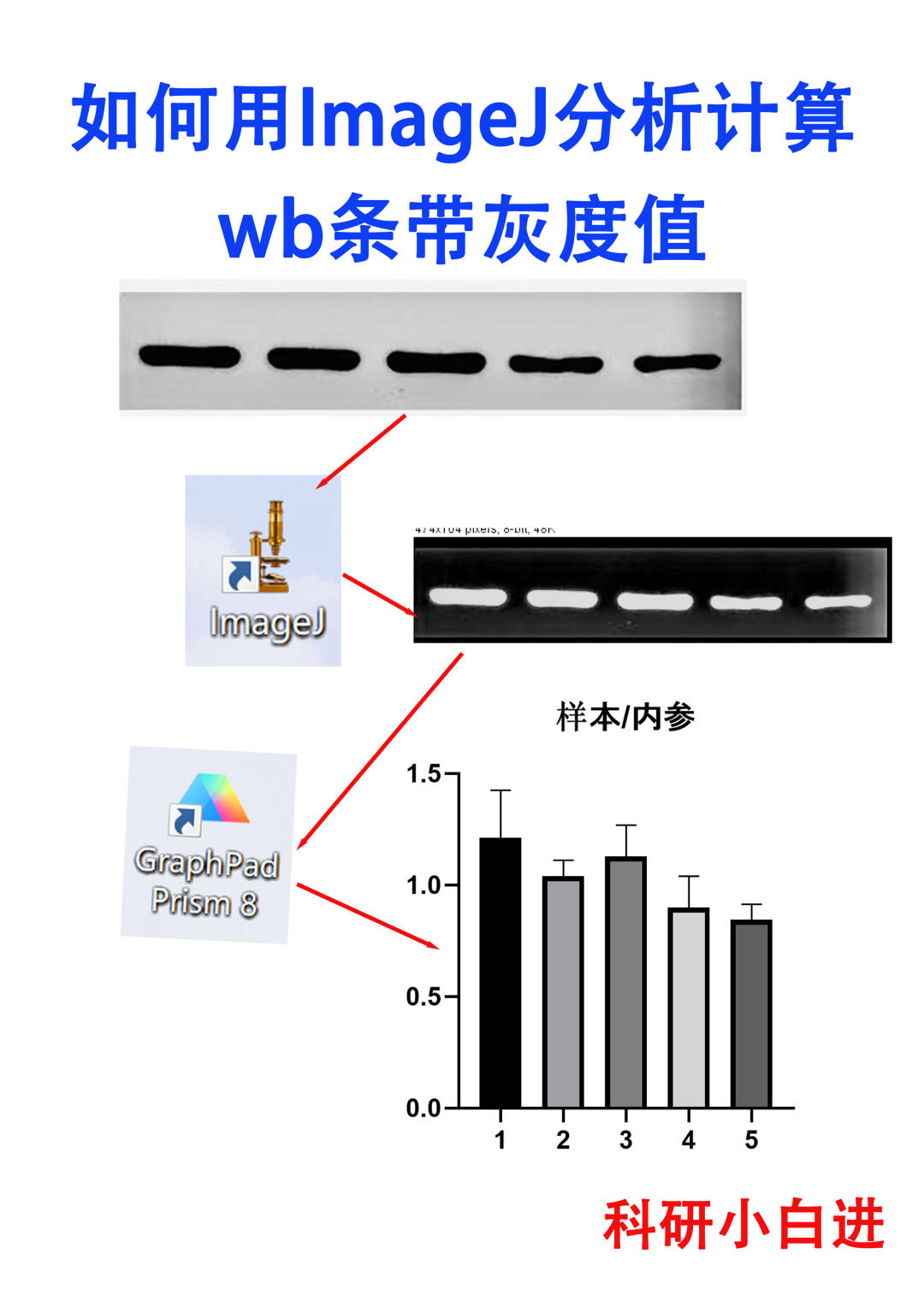 🔥如何用ImageJ分析计算wb条带灰度值？