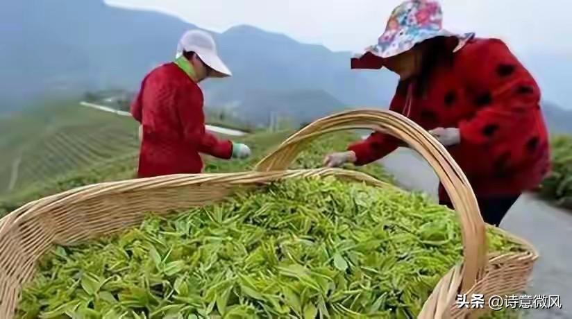 央视撕开助农骗局：27个茶农20个是演员，半年狂捞两千万黑心钱
 
刷短视频的时