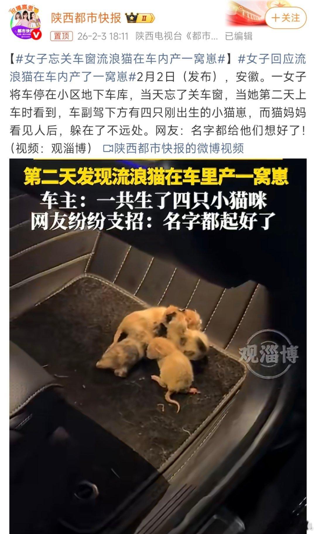 车窗忘记关了会长猫女子忘关车窗流浪猫在车内产一窝崽