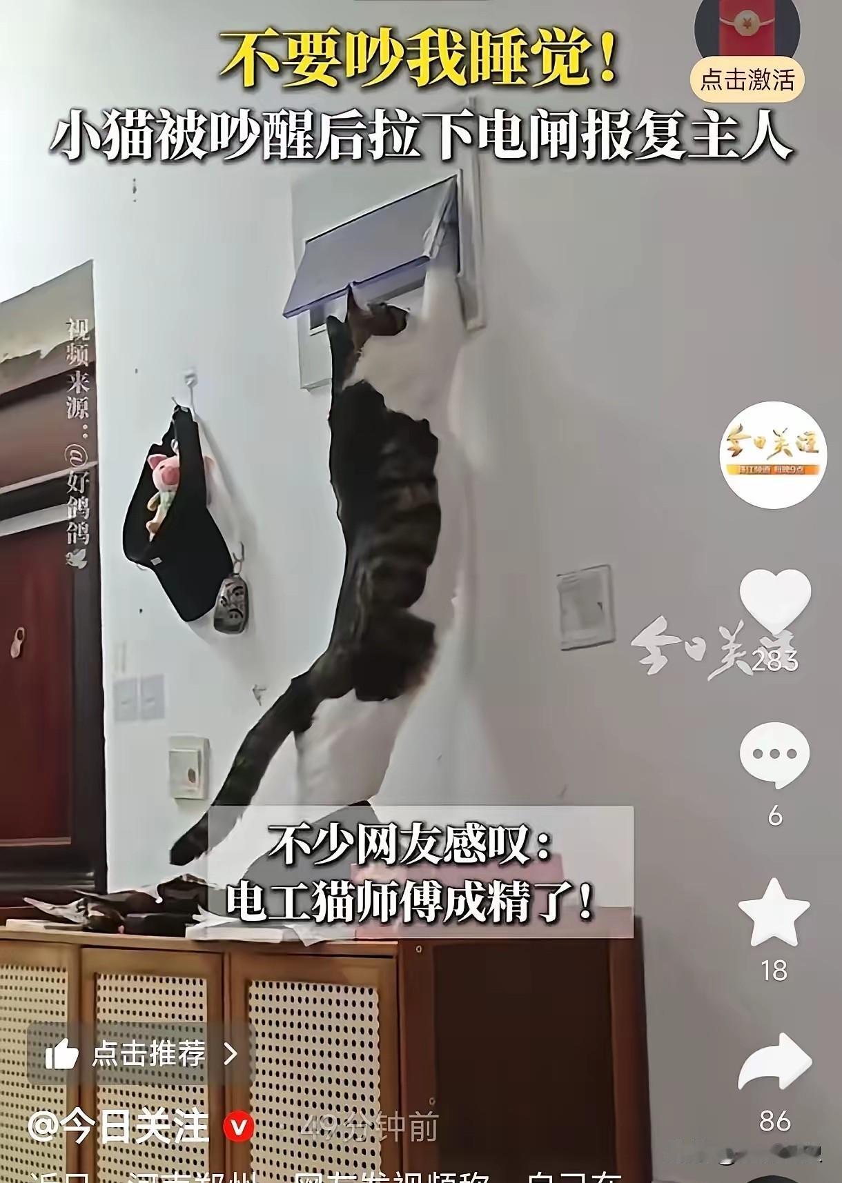 笑不活了！河南郑州，一男子在家打游戏，声音太大吵到了正在睡觉的猫。结果这小家伙不