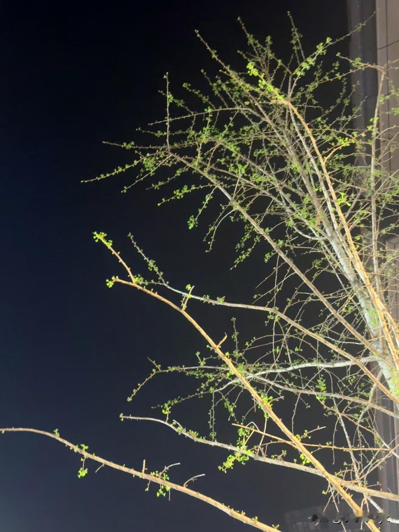 我是个睡神，一到放假我就成天成天的睡…
清明假期第一天，啥没干光睡觉了，一睡就是